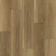 Northern-Spotted-Gum.webp