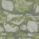 Stone-Moss-Large.webp