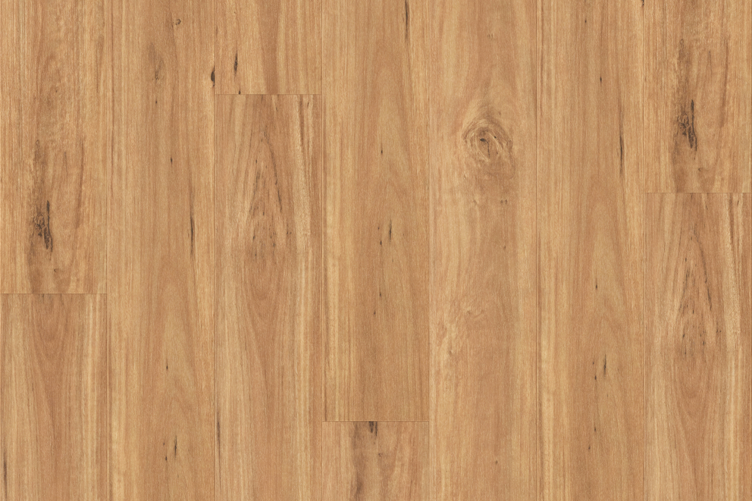 MAR-BLA Blackbutt MAR-BLA Blackbutt