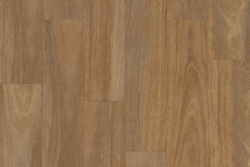 3008 QLD Spotted Gum