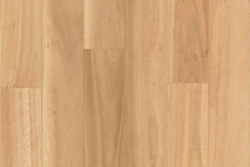Blackbutt