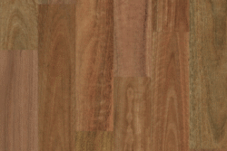 Spotted Gum