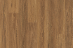 V5011 Spotted Gum