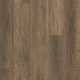 V508 Hazelnut V508 Hazelnut