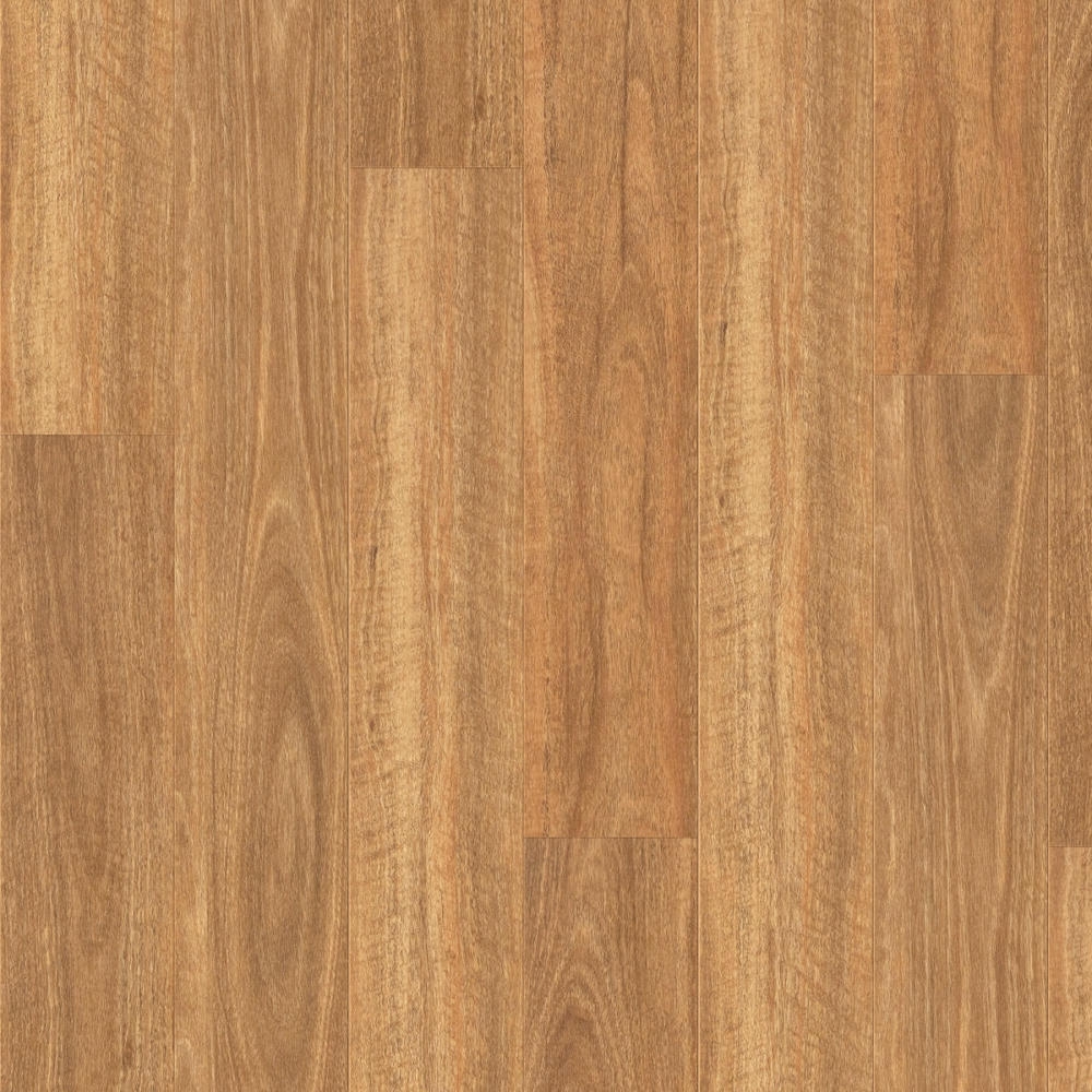 Spotted Gum