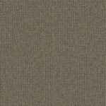 Candlebark
