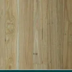 New England Blackbutt